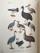 What Bird Is That ? By Neville W Caley Book 1955