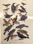 What Bird Is That ? By Neville W Caley Book 1955