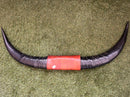 Bull Horns Northern Territory Souvenir Decoration