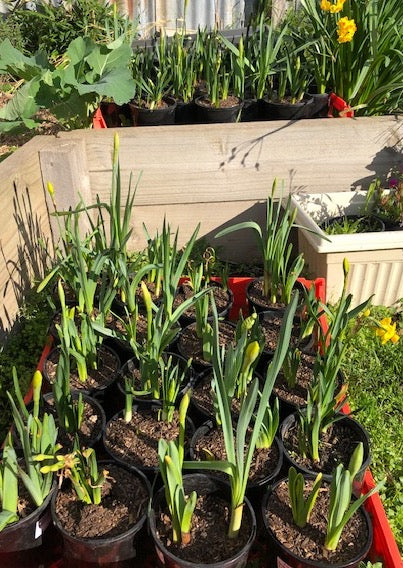 Plants, Bulbs Jonquils and Daffodils Priced per pot